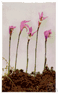 wild pink - a bog orchid with usually a solitary fragrant magenta pink blossom with a wide gaping corolla
