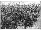 Milo - small drought-resistant sorghums having large yellow or whitish grains