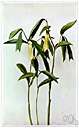 Uvularia - genus of perennial rhizomatous herb of southern and southeastern United States