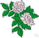 Bengal rose - shrubby Chinese rose