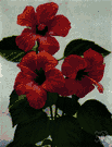 China rose - shrubby Chinese rose