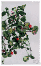 Mitchella - creeping evergreen herbs of North America