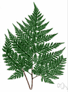 thyrsopteris - a terrestrial tree fern of South America