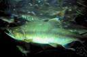 anadromous - migrating from the sea to fresh water to spawn