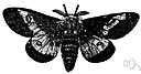 Alar - having or resembling wings