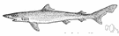 soupfin - Pacific shark valued for its fins (used by Chinese in soup) and liver (rich in vitamin A)