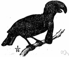 umbrella bird - black tropical American bird having a large overhanging crest and long feathered wattle