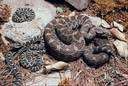 Sistrurus miliaris - small pygmy rattlesnake
