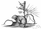 Procavia - type genus of the Procaviidae