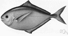 Palometa - smaller than Florida pompano