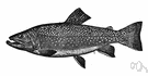 speckled trout - a delicious freshwater food fish