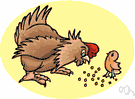 chicken feed - dry mash for poultry