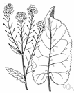 red cole - coarse Eurasian plant cultivated for its thick white pungent root