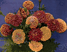Tagetes patula - strong-scented bushy annual with orange or yellow flower heads marked with red