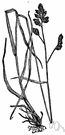 orchard grass - widely grown stout Old World hay and pasture grass