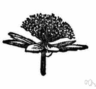 Umbellales - plants having umbels or corymbs of uniovulate flowers