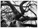Bursera simaruba - tropical American tree yielding a reddish resin used in cements and varnishes
