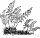 oblong woodsia - a common rock-inhabiting fern of northern temperate regions having rusty-brown stipes and lanceolate pinnate fronds