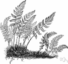 Woodsia ilvensis - a common rock-inhabiting fern of northern temperate regions having rusty-brown stipes and lanceolate pinnate fronds