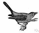 genus Dumetella - catbirds