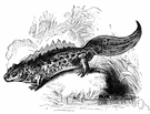 common newt - small semiaquatic salamander