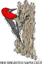 sapsucker