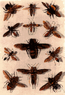 horn fly - small black European fly introduced into North America