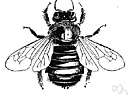genus Xylocopa