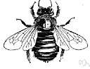 Xylocopa