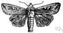 armyworm - moth whose destructive larvae travel in multitudes