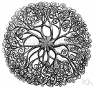Gorgonocephalus - basket stars