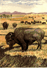 buffalo - large shaggy-haired brown bison of North American plains