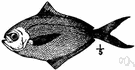 Poronotus triacanthus - small food fish of Atlantic coast