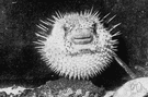 Diodon - type genus of the Diodontidae