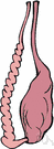 sex gland - a gland in which gametes (sex cells) are produced