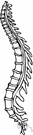 spinal column - the series of vertebrae forming the axis of the skeleton and protecting the spinal cord