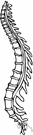 vertebral column - the series of vertebrae forming the axis of the skeleton and protecting the spinal cord