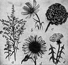 composite - considered the most highly evolved dicotyledonous plants, characterized by florets arranged in dense heads that resemble single flowers
