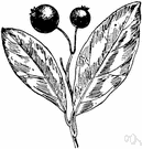 squaw huckleberry - small branching blueberry common in marshy areas of the eastern United States having greenish or yellowish unpalatable berries reputedly eaten by deer