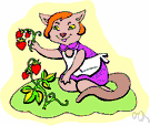 cultivated strawberry - widely cultivated