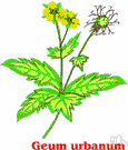 wood avens - hairy Eurasian plant with small yellow flowers and an astringent root formerly used medicinally