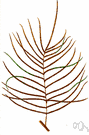 Stenochlaena - large tropical ferns