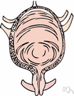 urinary - of or relating to the function or production or secretion of urine