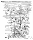 genus Nitella - fragile branching stoneworts