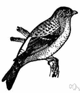 Fringilla montifringilla - Eurasian finch
