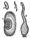 Tylenchus
