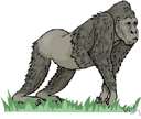 western lowland gorilla