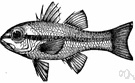 family Apogonidae - bright-colored marine fishes that incubate eggs in the mouth