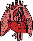Apresoline - an antihypertensive drug (trade name Apresoline) that dilates blood vessels