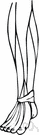 tibialis anterior - a muscle running from the tibia to the first metatarsal and cuneiform bones